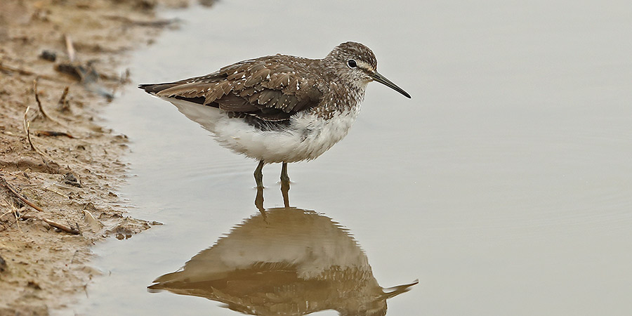 Exploring the coastal wetlands of the Cley Marshes